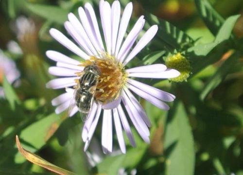 Eristalinus aeneus